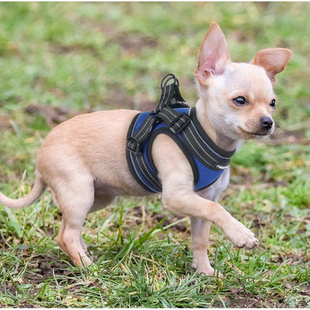 rabbitgoo Small Dog Harness, Soft Mesh Dog Harness (Choose Color!)